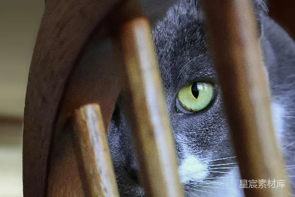 高清摄影 猫眼中的秘密