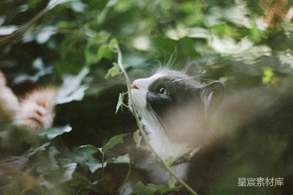 高清摄影 猫在绿叶中的探索
