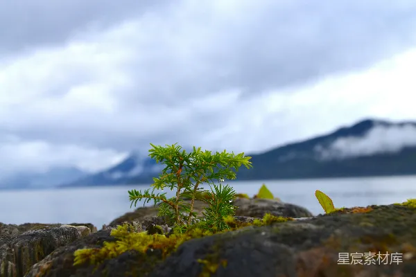高清摄影 岩石上的小松树与远处的山