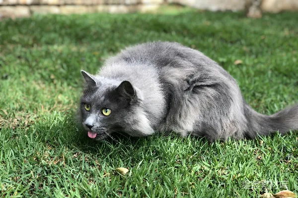 高清摄影 慵懒的猫咪在草地上晒太阳