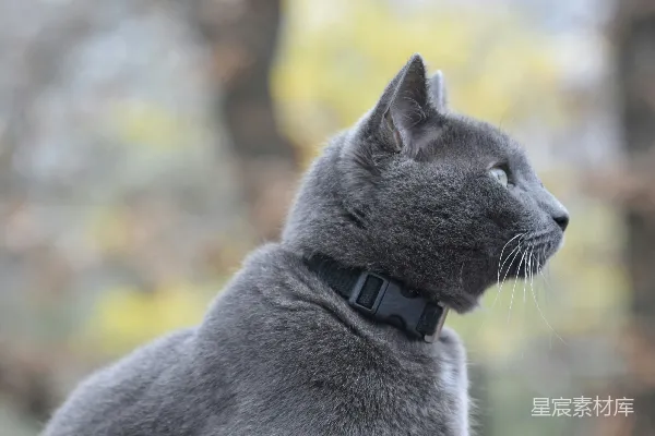 高清摄影 灰色猫咪的侧脸特写