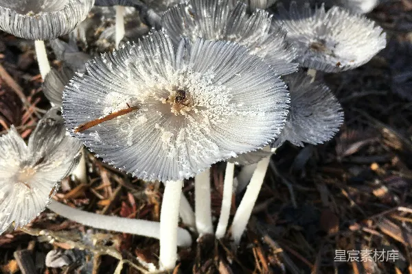 高清摄影 霜冻蘑菇