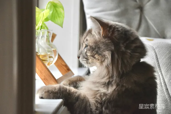 高清摄影 窗边的猫咪