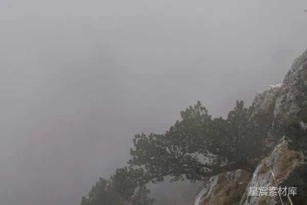 高清摄影 雾中的松树