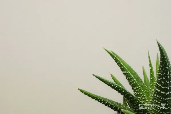 高清摄影 清新多肉植物特写