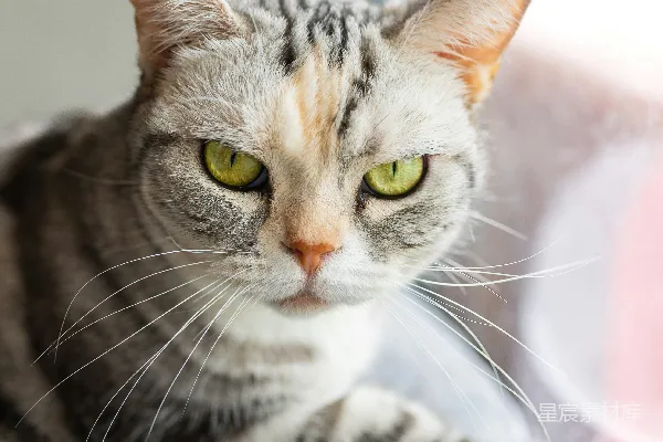 高清摄影 慵懒的午后：猫猫的宁静时光