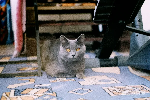 高清摄影 猫下的宁静时刻