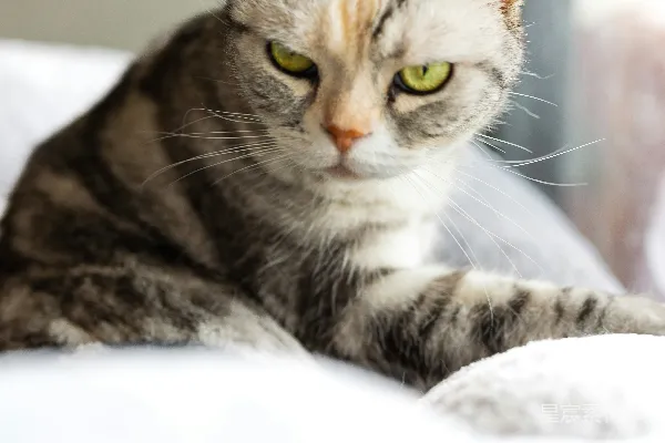高清摄影 阳光下的小猫