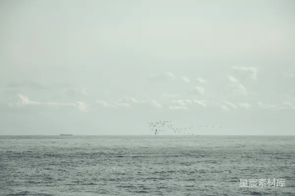 高清摄影 海鸥与平静的海面