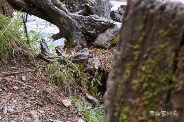 高清摄影 枯木与涟漪