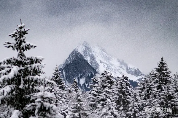 高清摄影 冬日雪景中的松树林