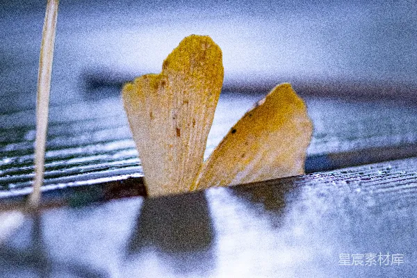 高清摄影 静谧秋叶