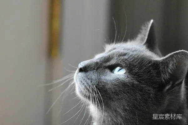高清摄影 蓝色眼睛的灰色猫咪