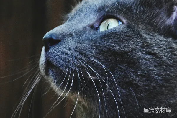高清摄影 深邃蓝眸的神秘猫头