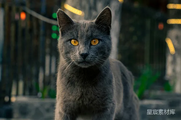 高清摄影 夜幕下的神秘灰猫