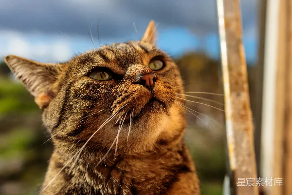 高清摄影 探头窗外的猫