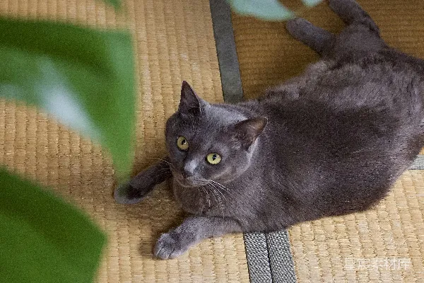 高清摄影 猫咪在榻榻米上的温馨时光