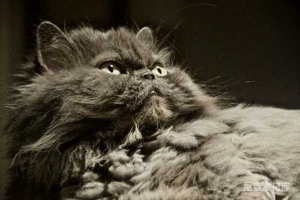 高清摄影 萌宠：灰色长毛猫