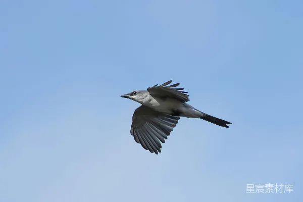 高清摄影 翱翔的灰鸟