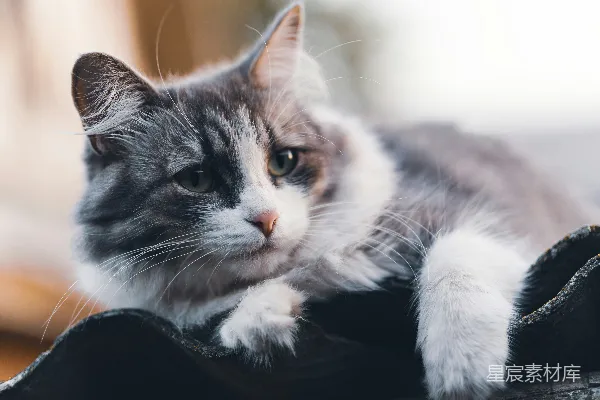 高清摄影 阳光下的小猫