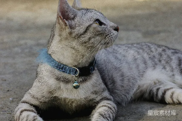 高清摄影 戴着铃铛项圈的猫