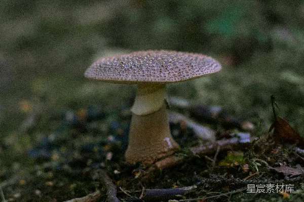 高清摄影 森林中的神秘蘑菇