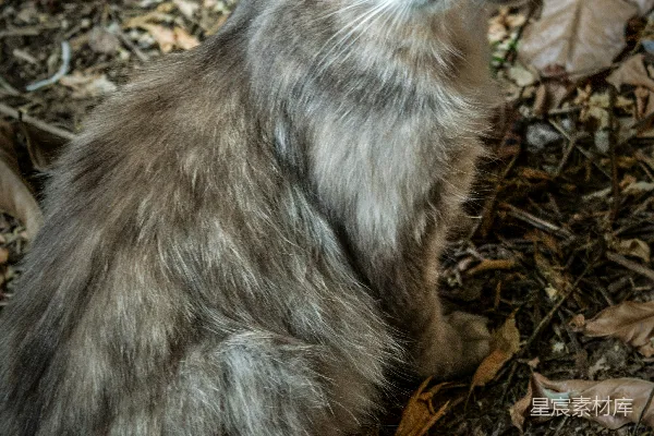 高清摄影 森林中的灰猫
