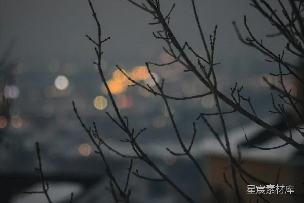 高清摄影 城市夜景与枯枝的梦幻碰撞