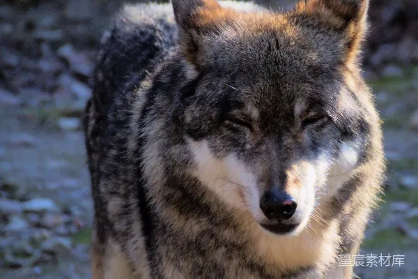 高清摄影 沉思的狼：自然界的宁静时刻