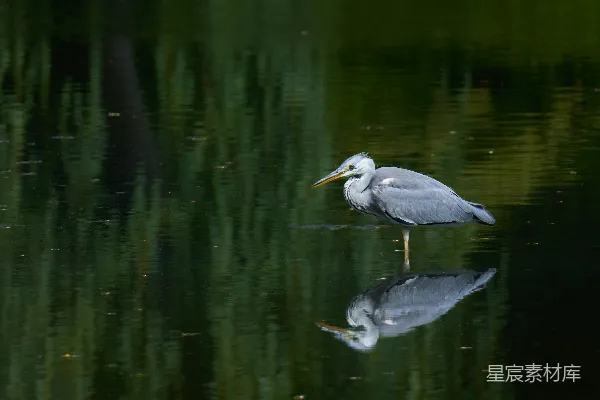 高清摄影 宁静的水边：苍鹭的倒影