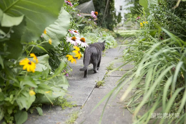 高清摄影 花园中的黑猫