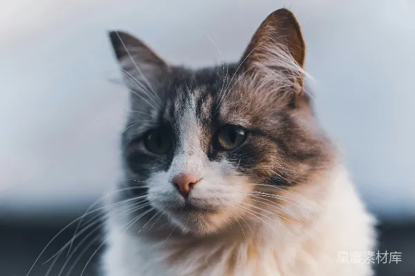 高清摄影 温柔的猫眼