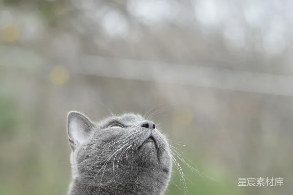 高清摄影 仰望的灰色猫咪