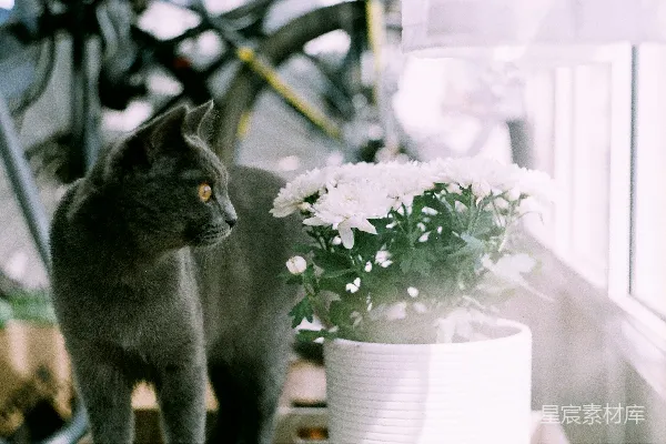 高清摄影 猫咪与白花的静谧时光