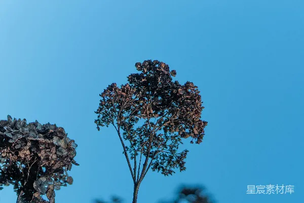 高清摄影 枯萎的花朵与蓝天