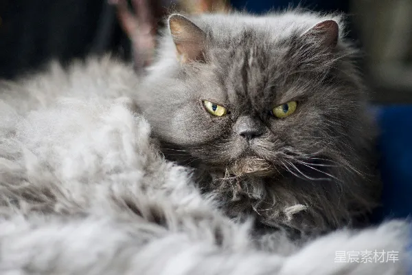 高清摄影 灰色长毛猫：严肃的表情