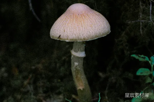 高清摄影 森林中的小蘑菇