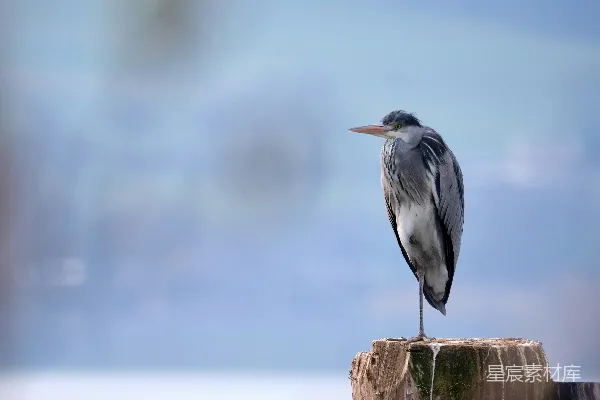 高清摄影 静谧的灰鹭