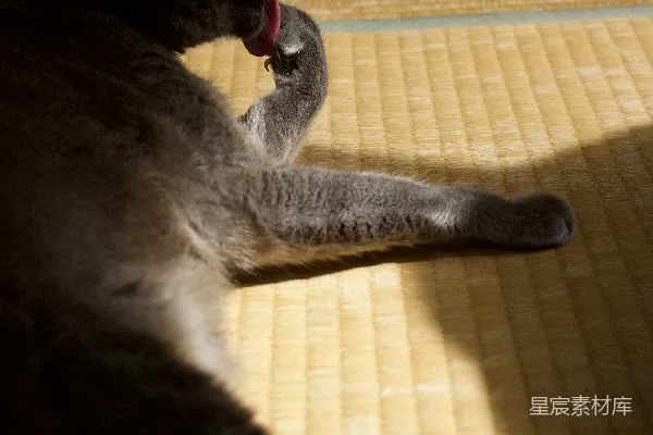 高清摄影 猫咪打哈欠
