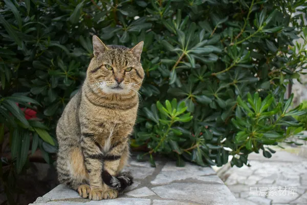 高清摄影 石阶上的猫咪