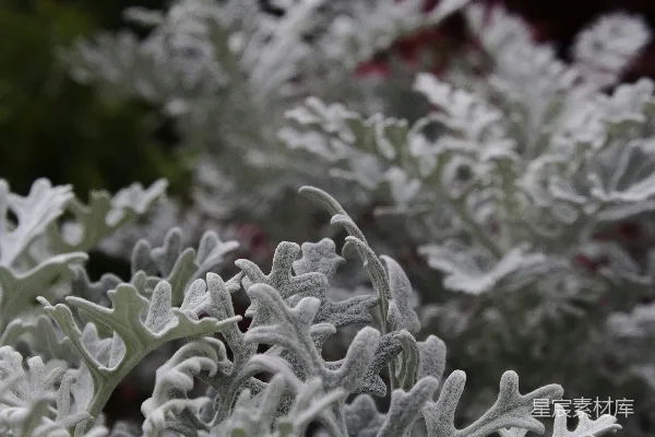 高清摄影 雪后银色植物特写