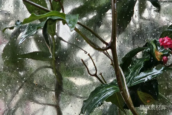高清摄影 雨后植物