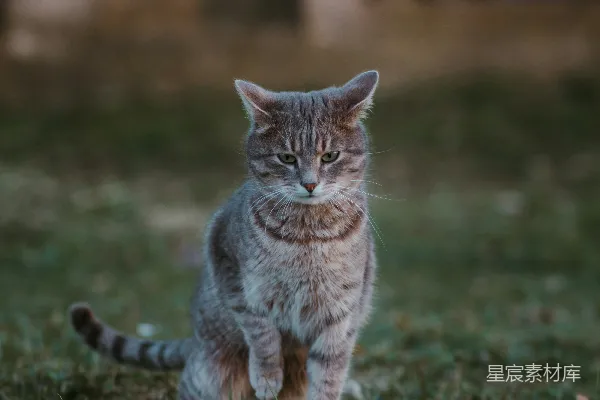 高清摄影 户外散步的猫