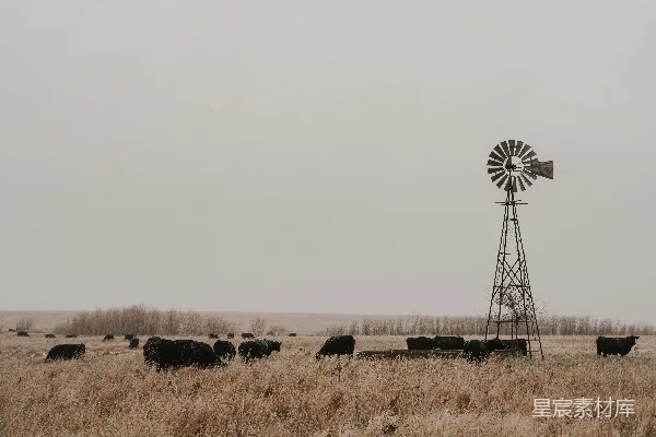 高清摄影 牧场上的风车与牛群