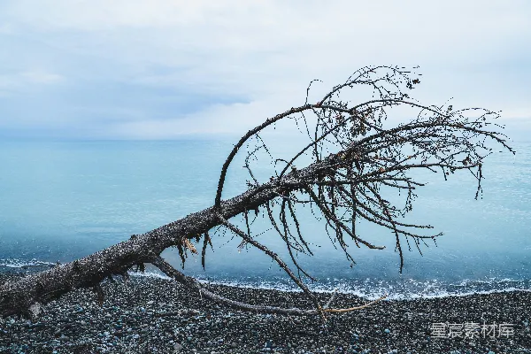 高清摄影 海滩上的枯树