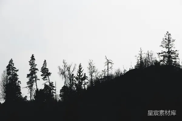 高清摄影 黄昏森林剪影