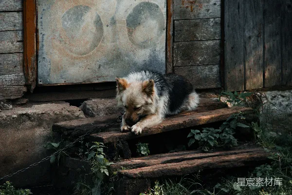 高清摄影 被链子拴住的守门狗