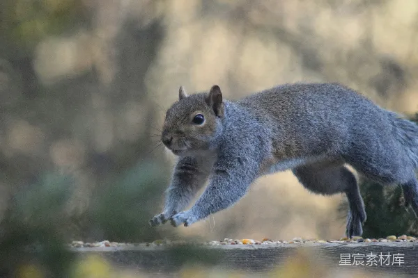 高清摄影 敏捷松鼠的瞬间