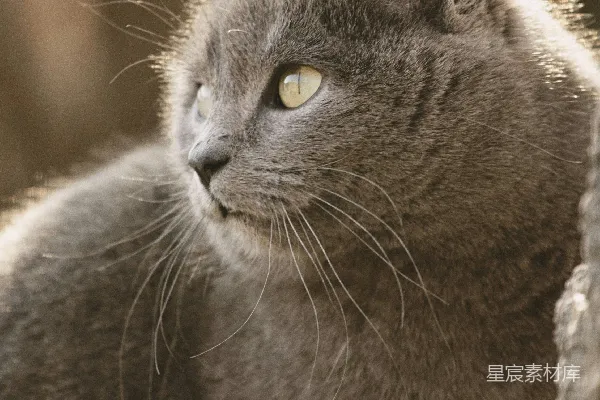 高清摄影 沉静的灰猫