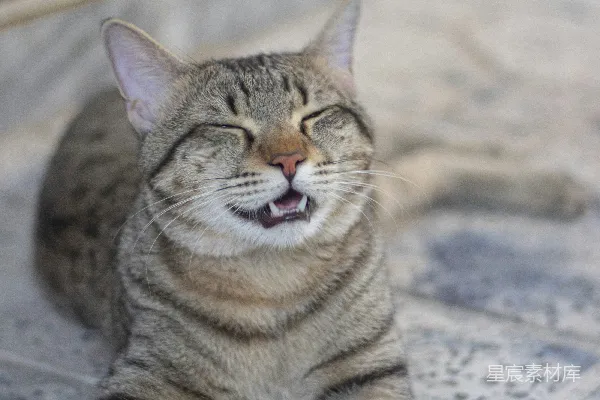 高清摄影 微笑的猫